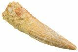 Juvenile Fossil Spinosaurus Tooth - Real Dinosaur Tooth #354847-1
